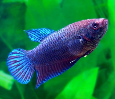 /images/product_images/info_images/fish/petushok-samka---betta-splendens_1.jpg