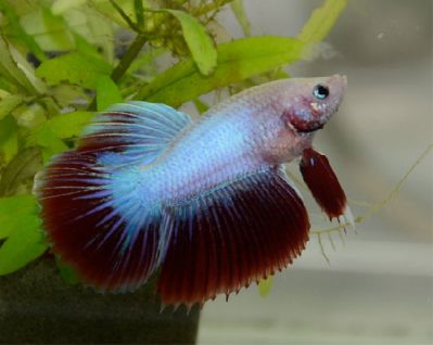 /images/product_images/info_images/fish/petushok-samka---betta-splendens_2.jpg