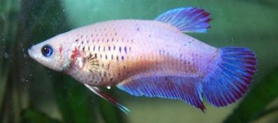 /images/product_images/info_images/fish/petushok-samka---betta-splendens_3.jpg