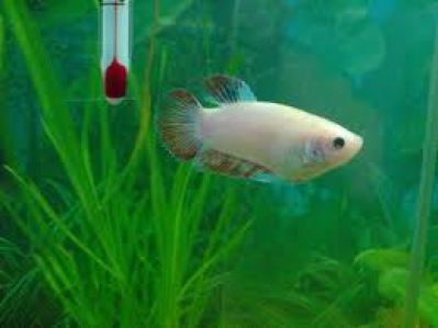 /images/product_images/info_images/fish/petushok-samka---betta-splendens_4.jpg