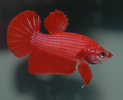 /images/product_images/info_images/fish/petushok-samka---betta-splendens_5.jpg