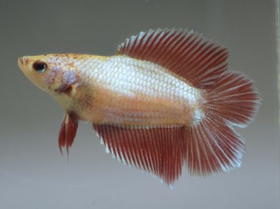 Петушок Самка Двухвостая - Double tail Female Betta