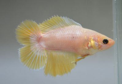 /images/product_images/info_images/fish/petushok-samka-dvuhvostaja---double-tail-female-betta_1.jpg