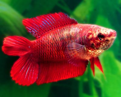 /images/product_images/info_images/fish/petushok-samka-dvuhvostaja---double-tail-female-betta_2.jpg