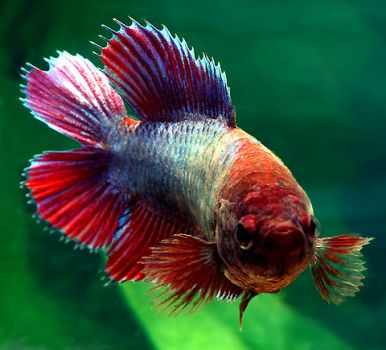 /images/product_images/info_images/fish/petushok-samka-dvuhvostaja---double-tail-female-betta_3.jpg