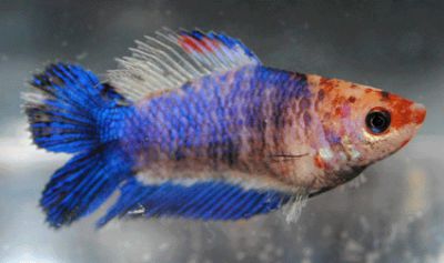 /images/product_images/info_images/fish/petushok-samka-dvuhvostaja---double-tail-female-betta_4.gif