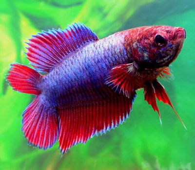 /images/product_images/info_images/fish/petushok-samka-dvuhvostaja---double-tail-female-betta_5.jpg