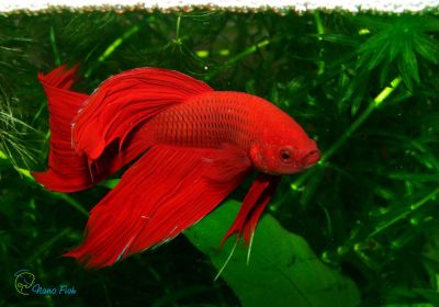 /images/product_images/info_images/fish/petushok-siamskij-krasnyj-betta-splendens_1.jpg