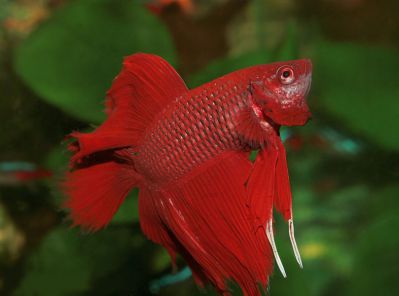 /images/product_images/info_images/fish/petushok-siamskij-krasnyj-betta-splendens_2.jpg