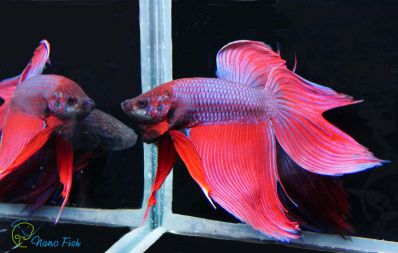 /images/product_images/info_images/fish/petushok-siamskij-krasnyj-betta-splendens_3.jpg