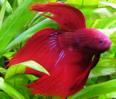 /images/product_images/info_images/fish/petushok-siamskij-krasnyj-betta-splendens_4.jpg