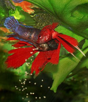 /images/product_images/info_images/fish/petushok-siamskij-krasnyj-betta-splendens_5.jpg