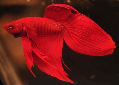 /images/product_images/info_images/fish/petushok-siamskij-krasnyj-betta-splendens_6.jpg