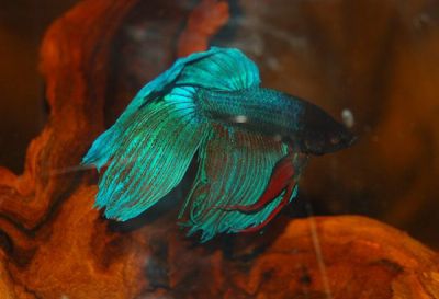 /images/product_images/info_images/fish/petushok-siamskij-sinij-betta-splendens_3.jpg