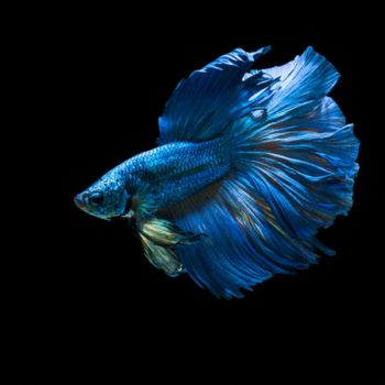 Петушок Синий Супер Дельта - Blue SD Super Delta Betta