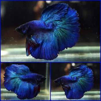 /images/product_images/info_images/fish/petushok-sinij-super-delta---blue-sd-super-delta-betta_1.jpg