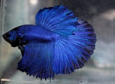 /images/product_images/info_images/fish/petushok-sinij-super-delta---blue-sd-super-delta-betta_3.jpg