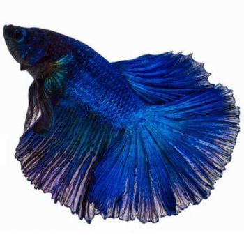 /images/product_images/info_images/fish/petushok-sinij-super-delta---blue-sd-super-delta-betta_4.jpg