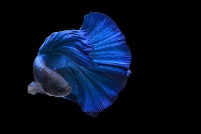 /images/product_images/info_images/fish/petushok-sinij-super-delta---blue-sd-super-delta-betta_5.jpg