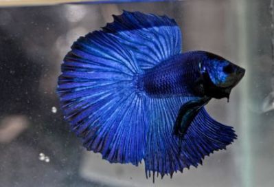 /images/product_images/info_images/fish/petushok-sinij-super-delta---blue-sd-super-delta-betta_6.jpg