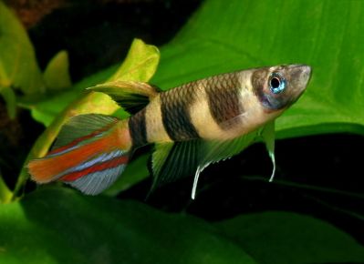 /images/product_images/info_images/fish/phakelnyj-jepiplatis-pseudepiplatys-annulatus_2.jpg