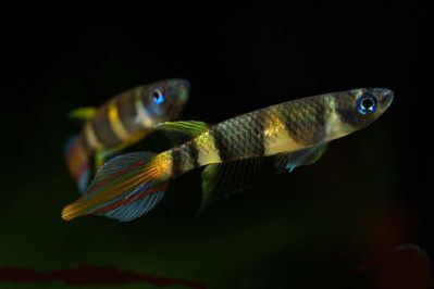 /images/product_images/info_images/fish/phakelnyj-jepiplatis-pseudepiplatys-annulatus_3.jpg