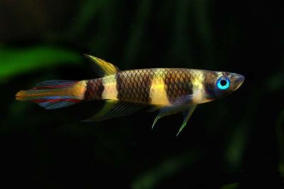 /images/product_images/info_images/fish/phakelnyj-jepiplatis-pseudepiplatys-annulatus_4.jpg