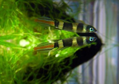 /images/product_images/info_images/fish/phakelnyj-jepiplatis-pseudepiplatys-annulatus_5.jpg