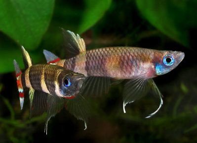 /images/product_images/info_images/fish/phakelnyj-jepiplatis-pseudepiplatys-annulatus_6.jpg