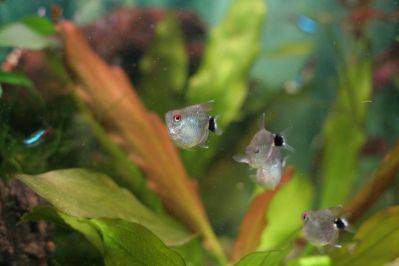 /images/product_images/info_images/fish/philomena-diskovaja-ballon-moenkhausia-sanctaefilomenae_2.JPG