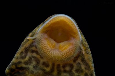 /images/product_images/info_images/fish/plekostomus--hypostomus-plecostomus_1.jpg