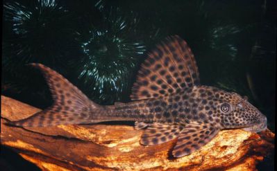 /images/product_images/info_images/fish/plekostomus--hypostomus-plecostomus_2.jpg