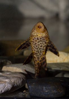 /images/product_images/info_images/fish/plekostomus--hypostomus-plecostomus_3.jpg