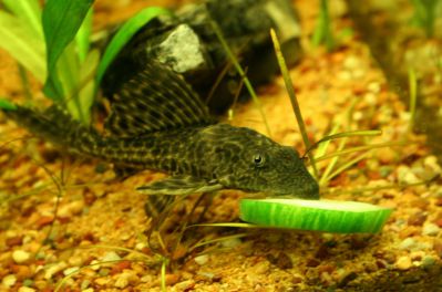 /images/product_images/info_images/fish/plekostomus--hypostomus-plecostomus_4.jpg