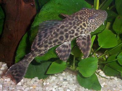 /images/product_images/info_images/fish/plekostomus--hypostomus-plecostomus_5.jpg