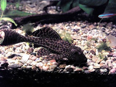 /images/product_images/info_images/fish/plekostomus--hypostomus-plecostomus_6.jpg