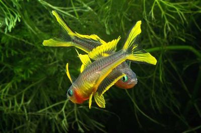 /images/product_images/info_images/fish/pseudomugil-furcatus_1.jpg