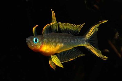 /images/product_images/info_images/fish/pseudomugil-furcatus_4.jpg