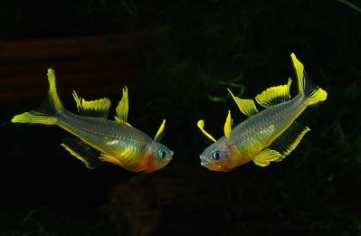 /images/product_images/info_images/fish/pseudomugil-furcatus_5.jpg