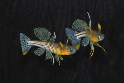 /images/product_images/info_images/fish/pseudomugil_gertrudae_1.jpg