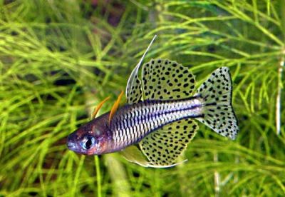 /images/product_images/info_images/fish/pseudomugil_gertrudae_5.jpg