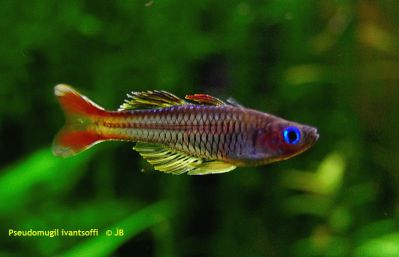 /images/product_images/info_images/fish/psevdomugil-ivantsophi---pseudomugil-ivantsoffi_1.jpg