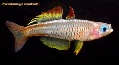 /images/product_images/info_images/fish/psevdomugil-ivantsophi---pseudomugil-ivantsoffi_2.jpg