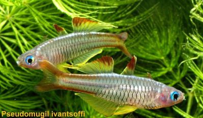 /images/product_images/info_images/fish/psevdomugil-ivantsophi---pseudomugil-ivantsoffi_4.jpg