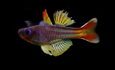 /images/product_images/info_images/fish/psevdomugil-ivantsophi---pseudomugil-ivantsoffi_5.jpg