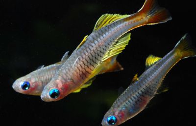 /images/product_images/info_images/fish/psevdomugil-ivantsophi---pseudomugil-ivantsoffi_6.jpg