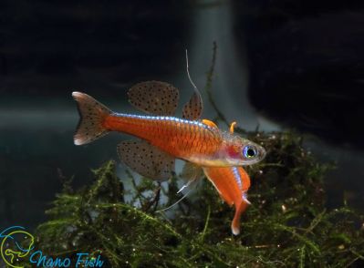 /images/product_images/info_images/fish/psevdomugil-paskaj---pseudomugil-paskai-red-neon_2.jpg