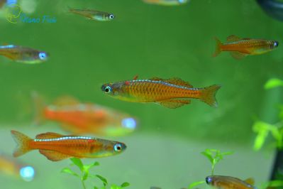 /images/product_images/info_images/fish/psevdomugil-paskaj---pseudomugil-paskai-red-neon_5.jpg