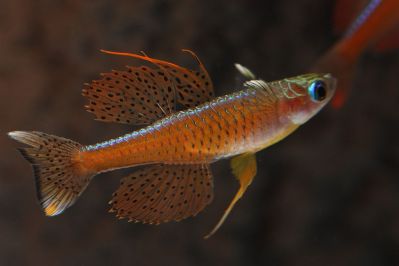 /images/product_images/info_images/fish/psevdomugil-paskaj---pseudomugil-paskai-red-neon_6.jpg