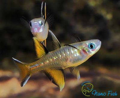 /images/product_images/info_images/fish/psevdomugil-signipher-pseudomugil-signifer_1.jpg